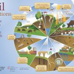 soil